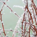 image frost-jpg